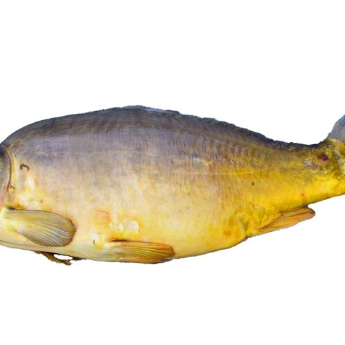 1.5 kg Spiegelkarper / Spiegelkarpfen